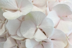 Hortensia
