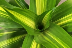 Dracaena